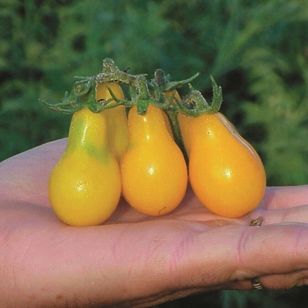Yellow Pear Tomato Seeds - Heirloom, Organic, NON GMO - 30+ Seeds (Solanum lycopersicum)