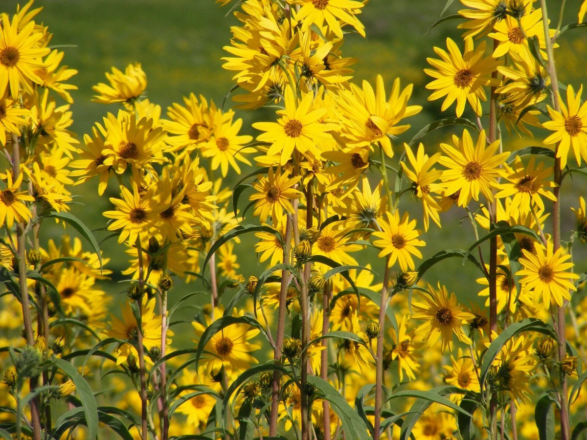 Maximilian Sunflower Seeds, 200 Count, Helianthus maximilian, Perennial Wildflower, Native Pollinator Garden