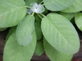 Broadleaf Sage Seeds - 150 Non-GMO Seeds - Salvia officinalis - USA Seller, Free Shipping