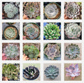 Assorted Succulent Set in 6" Pots - Diverse Varieties - Perfect for Home Decor - Succulent Plants