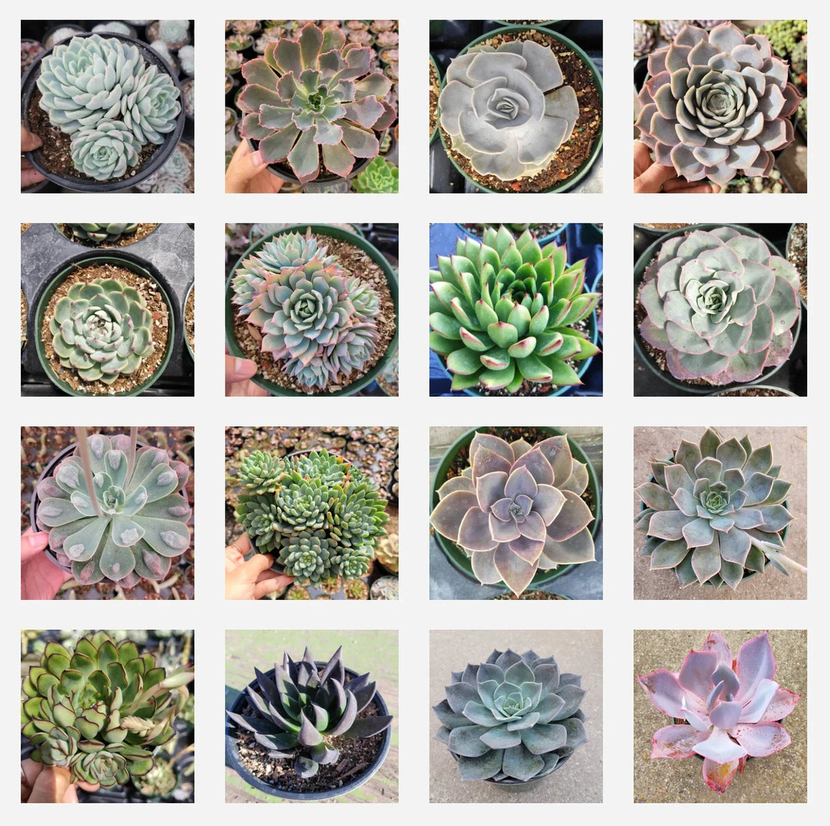 Assorted Succulent Set in 6" Pots - Diverse Varieties - Perfect for Home Decor - Succulent Plants