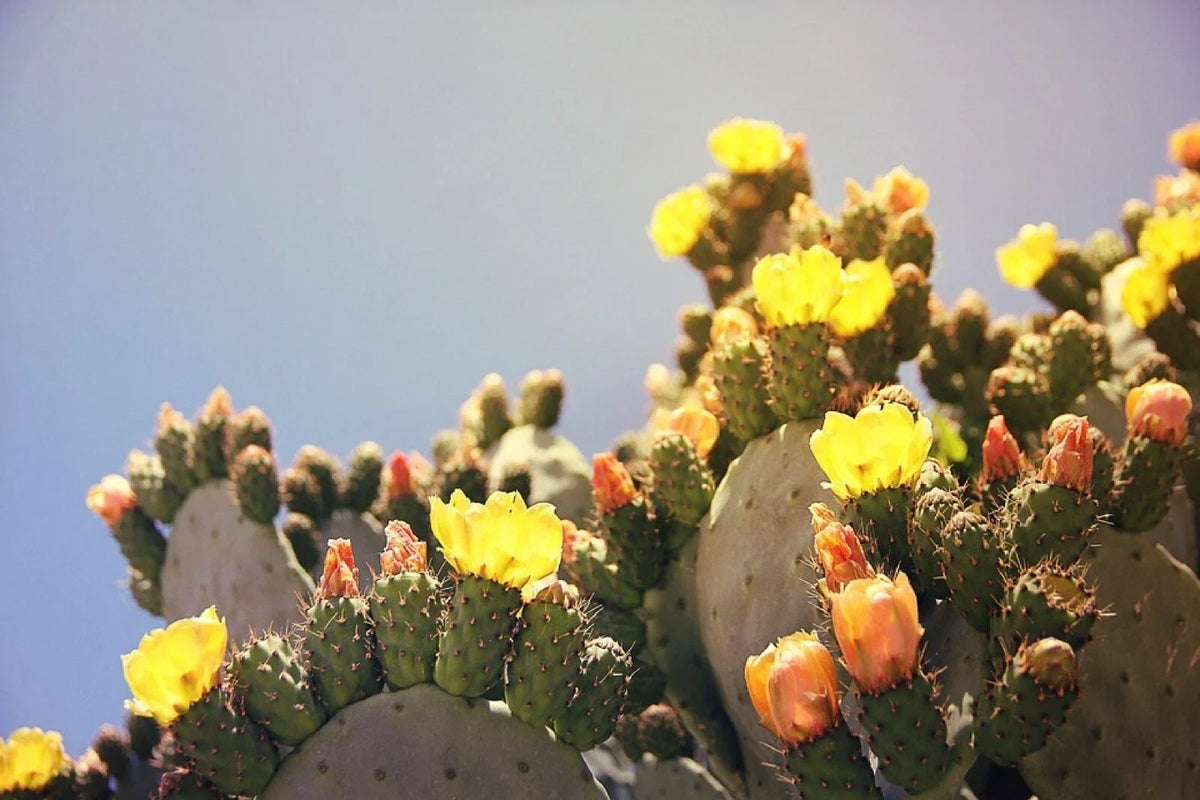 Marblefruit Cactus Seeds - Organic Edible 20 Seeds - Opuntia strigil - Exotic Fruit Plant for Gardens and Containers