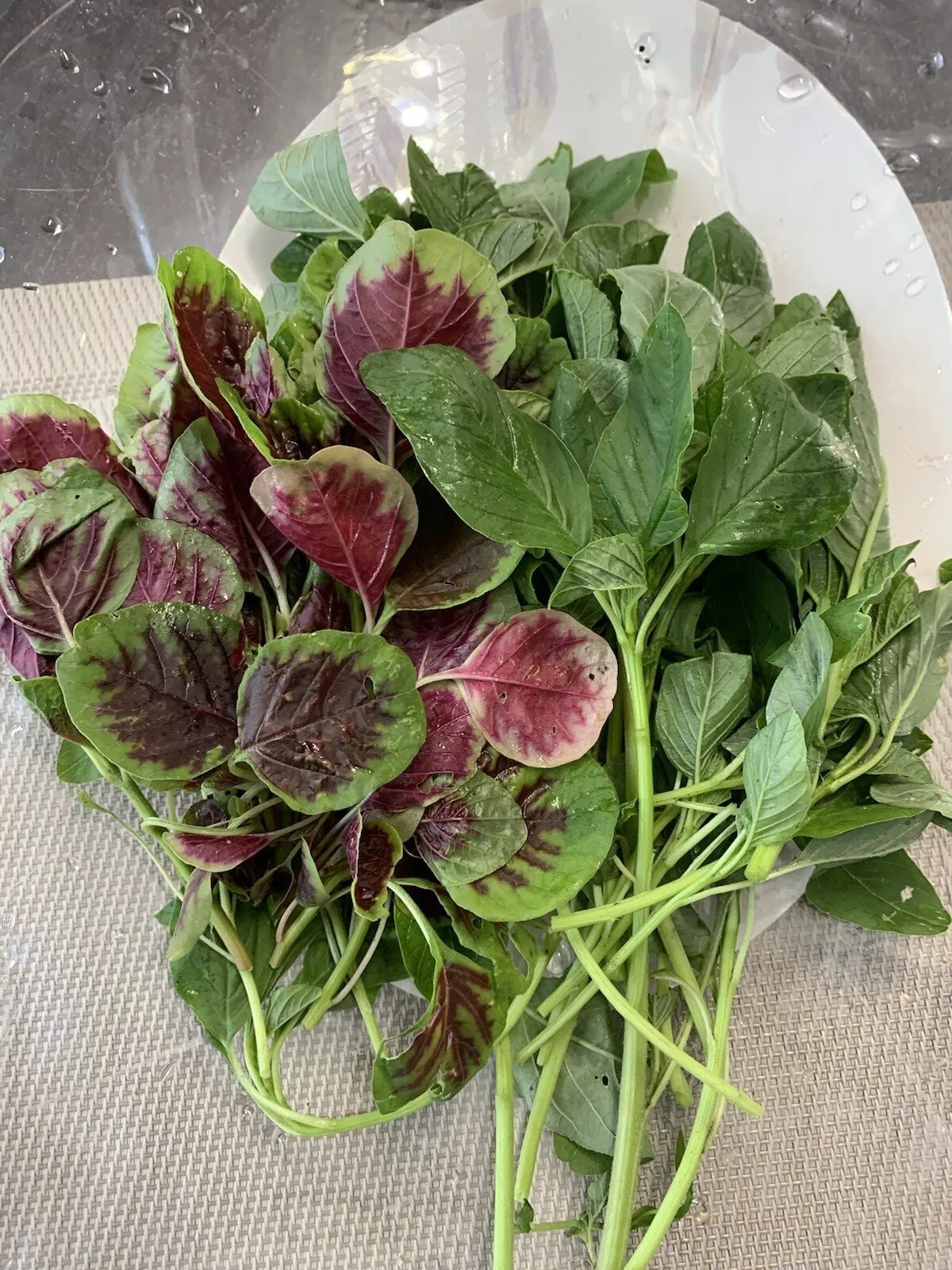 Amaranth Seeds 1000+ Mix, Green and Red Stripe, NON-GMO, Edible (Amaranthus spp.)