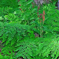 Royal Fern Plant - Osmunda regalis - Lush Green Foliage - Hardy Perennial Fern