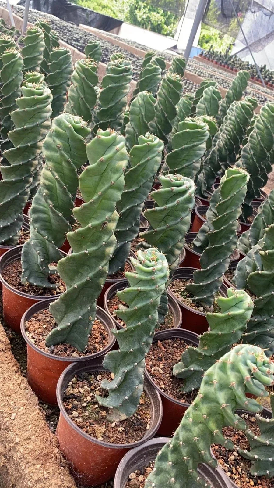 Cereus Forbesii Spiral Cactus - Rare Live Plant - Unique Indoor Succulent - Perfect for Home Decor