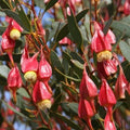 Fuschia Gum Tree Seeds 30 Seeds Eucalyptus forrestiana Planting Supplies