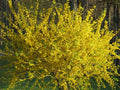 10 Forsythia Bush Cuttings - Lynwood Gold Variety - Easy to Root - Forsythia x intermedia 'Lynwood'