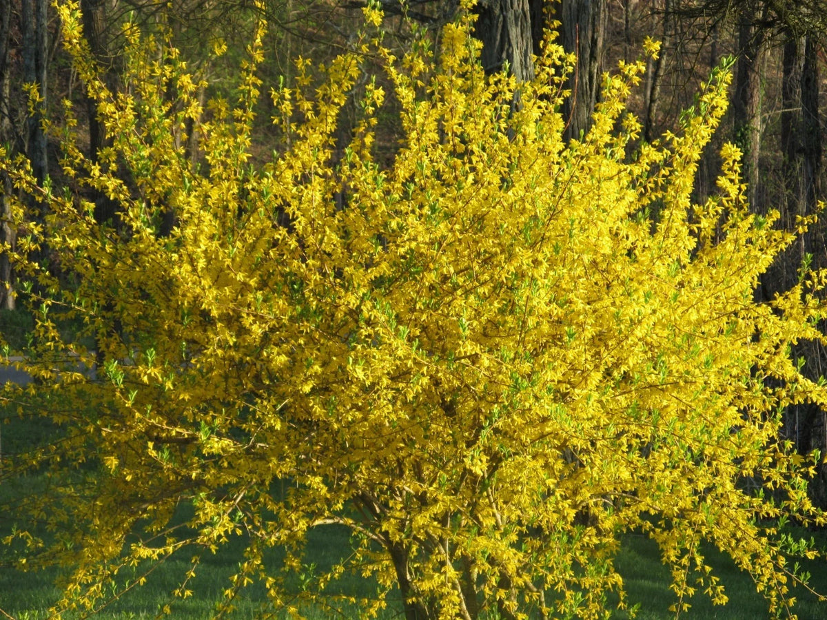 10 Forsythia Bush Cuttings - Lynwood Gold Variety - Easy to Root - Forsythia x intermedia 'Lynwood'