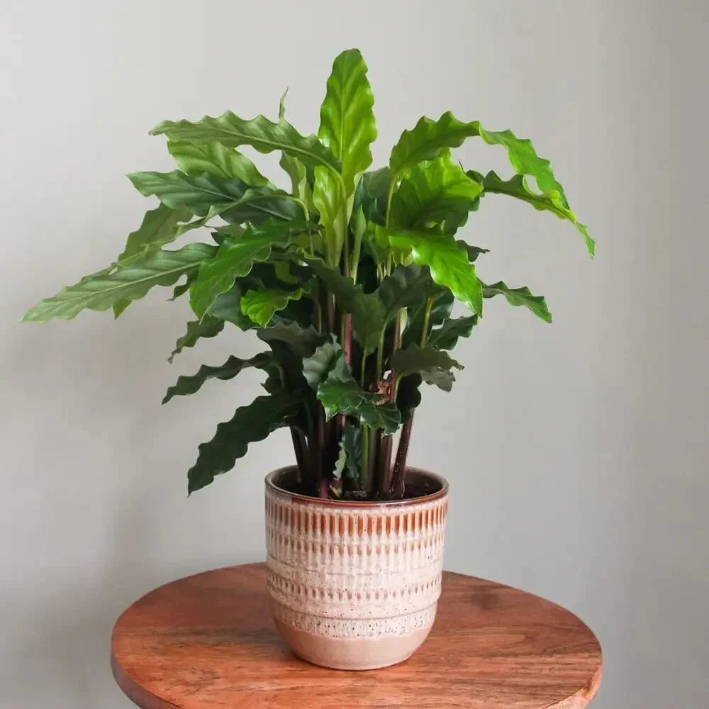 25+ Furry Feather Calathea Seeds for Garden Planting - Calathea rufibarba - Indoor/Outdoor Plant Seeds - USA