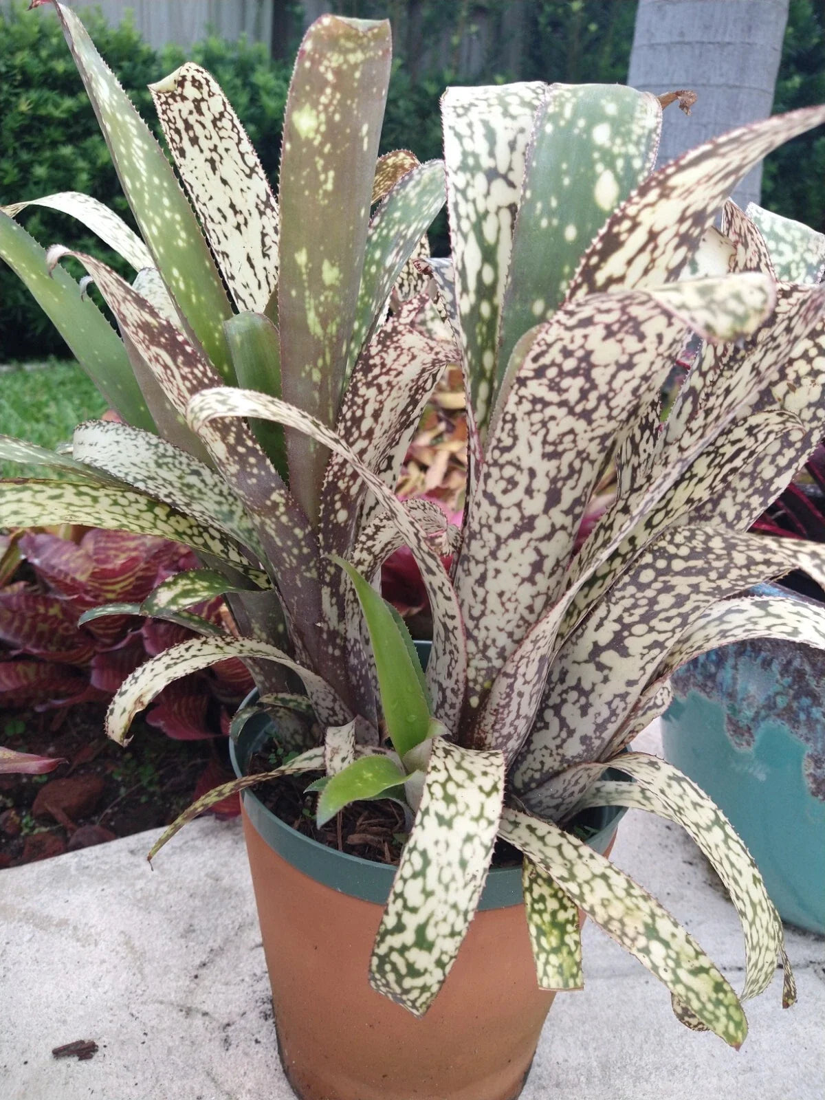 Billbergia CASA BLANCA Bromeliad Plant - Tropical Indoor Houseplant - Exotic Green Foliage - Ideal for Home Decor