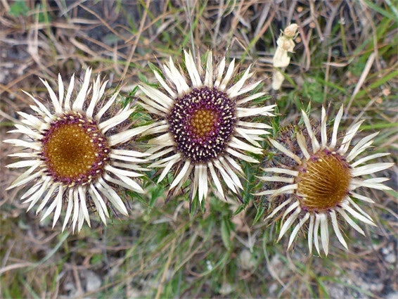 Carline Thistle Seeds - 200+ Pack - Drought-Tolerant Perennial - Carlina vulgaris - USA