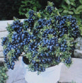 1000 Seeds Dwarf Top Hat Bonsai Plant - Fruit-Bearing, Ideal for Containers - Perfect Decorative Specimen