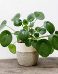 Chinese Money Plant 4-7" Tall Pilea Peperomioides Live Houseplant No Pot