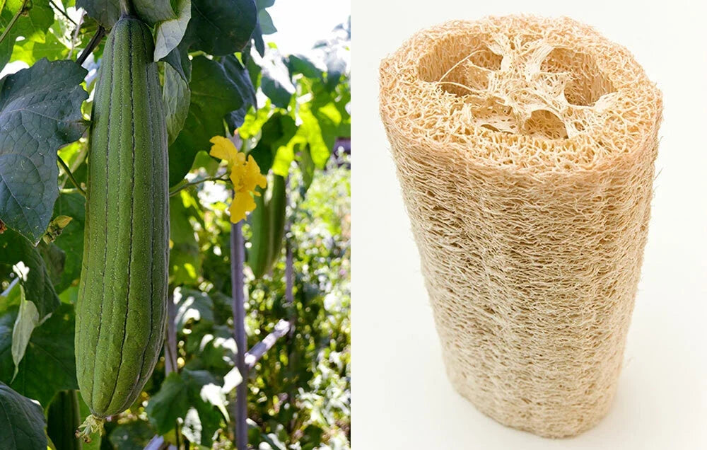 Loofah Sponge Seeds - 10-100 Seeds - Gourd Loofah Dishcloth - Mướp Heirloom (Luffa aegyptiaca)