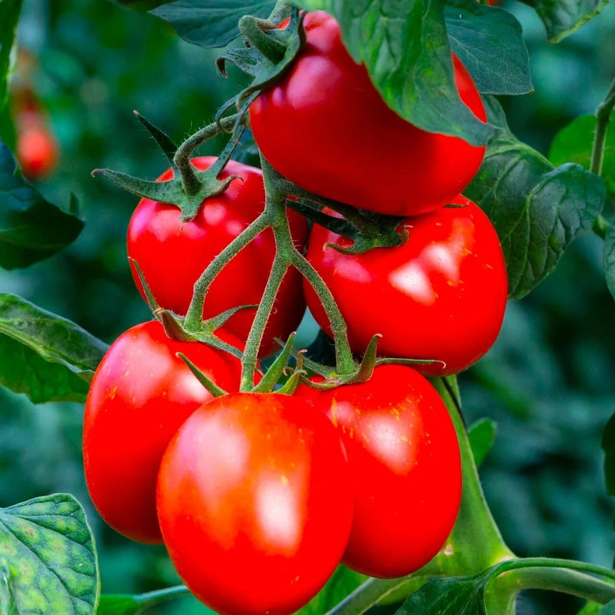 Rio Grande Tomato Seeds - 10+ Organic Heirloom Non-GMO - Fresh Garden Seeds - Solanum lycopersicum