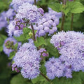 500 Ageratum Flower Seeds for Planting, Blue Variety, Ageratum houstonianum