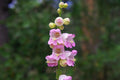 120 Seeds Penstemon Palmer Pink Perennial Flower Seeds GroCo USA - Buy 15 Ships Free