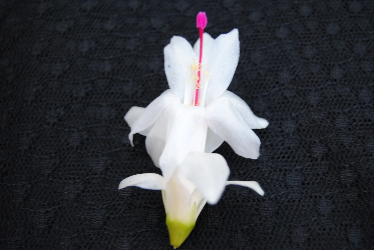 Christmas Cactus Starter Plant - Polar Dancer - Schlumbergera Truncata - Healthy Well Rooted Small Plant for Home Decor