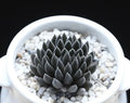 Rare Succulent Seeds 100Pcs Pack - Sinocrassula Yunnanensis - Unique Drought-Resistant Plant Variety