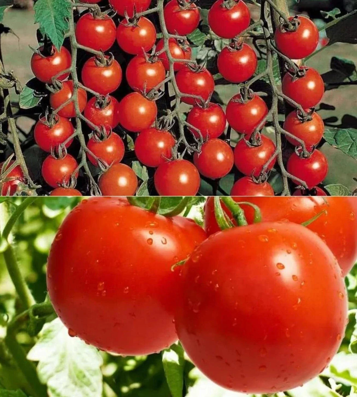 Cherry Tomato Seeds, 320+ Count, Heirloom Variety, Solanum lycopersicum, Perfect for Home Garden