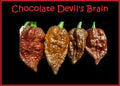 Chocolate Devil's Brain Pepper Seeds – 15 Rare Hot Pepper Seeds for Extreme Heat – Ideal for Powder (Capsicum chinense)