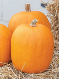 Jack O' Lantern Pumpkin Seeds - 20 Non-GMO Seeds for Planting - Cucurbita pepo