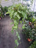 CEBU BLUE Pothos Plant - Easy Care Epipremnum Pinnatum - Well Rooted Live Plant - Indoor Houseplant