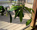 Hoya Publicalyx Plants - Established Hanging Basket - 3 Well-Grown Varieties - Perfect for Indoor Decor