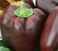 Chocolate Beauty Bell Pepper Seeds 30+ Sweet Pepper Culinary Capsicum annuum - Heirloom Variety, Non-GMO, Free Shipping