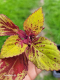 Coleus Live Plant 4" Pineapple Express Stained Glassworks, Colorful Foliage, Easy Care, Ideal for DIY Gardens