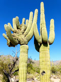 10 Saguaro Giant Cactus Seeds, Carnegiea gigantea, Hardy Tree-like Cacti for Garden, Drought-Resistant Succulent Seeds