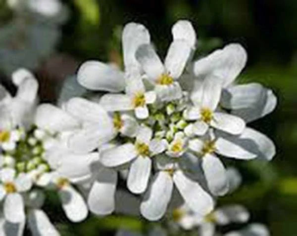 Candytuft Seeds, 1000 Count, Tall Mix, Pink, Lavender, White Flowers (Iberis umbellata)