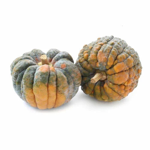 Black Futsu Pumpkin Seeds - 25+ Heirloom Seeds for Garden Planting - Cucurbita maxima - USA Grown, Free Shipping