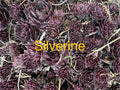 Silverine Hens and Chicks Succulents - 10 Live Plants Sempervivum - Hardy Perennials for Zones 4-8 - Ideal for Gardens and Pots