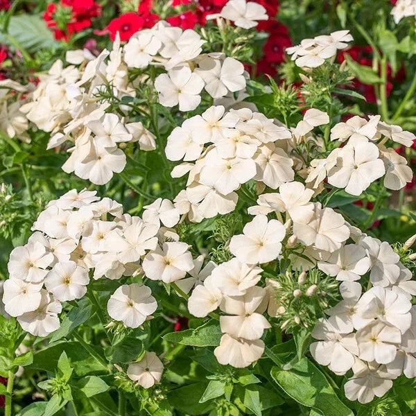Isabellina Phlox Seeds - 100+ Seeds for Garden Planting - Vibrant Pink Flowers - Phlox paniculata