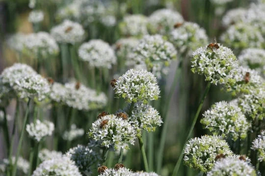 Mountain Mint Seeds - 100+ Seeds - Pycnanthemum virginianum - Aromatic Herb for Garden Planting - Free U.S. Shipping
