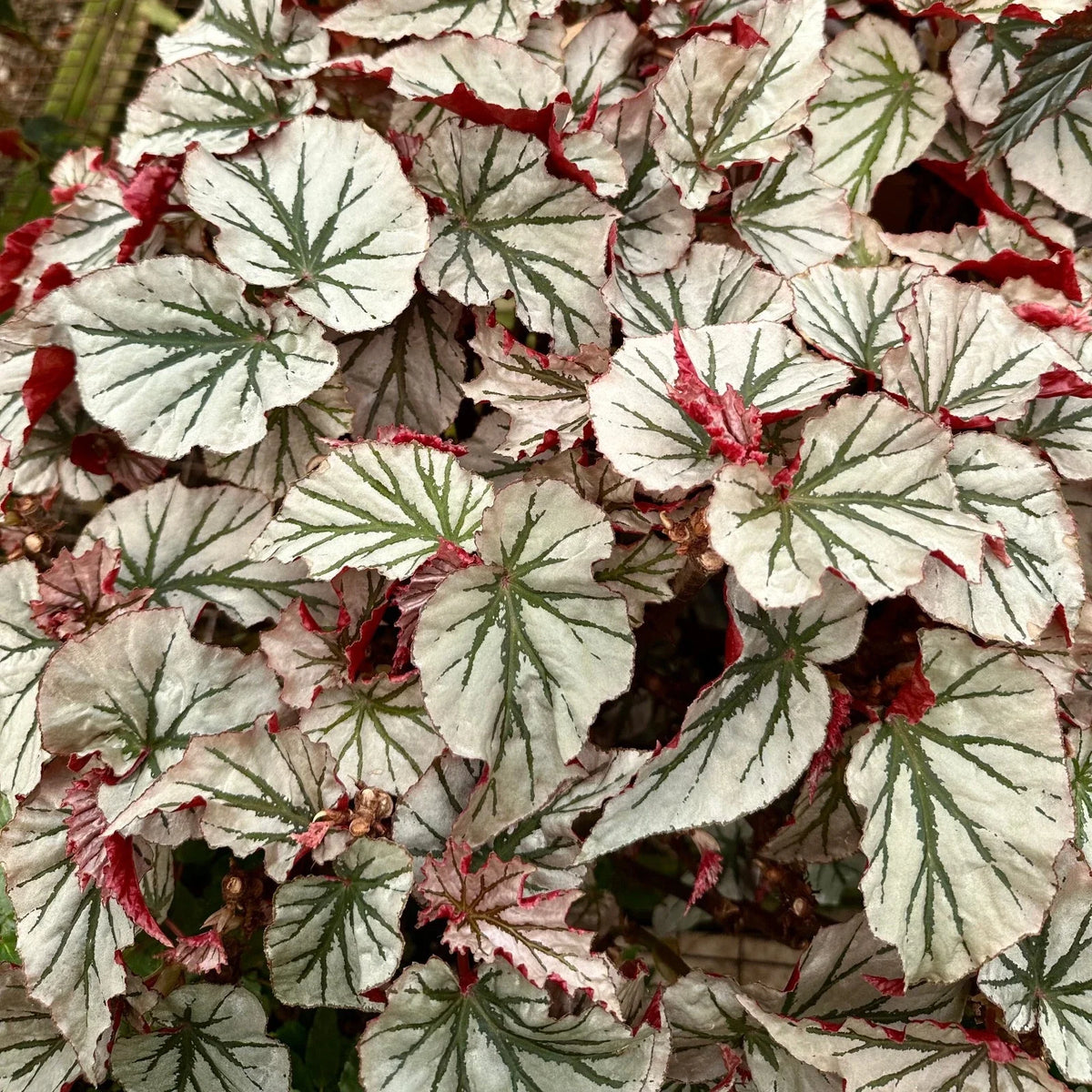Angel Wing Begonia Plant - Looking Glass - Rare Silver Leaf Indoor Plant Plug - Begonia maculata