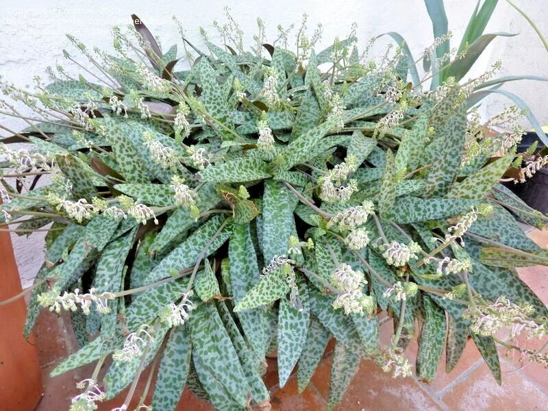 Succulent Silver Squill Live Plant Variegated Ledebouria socialis 1 Bulb Houseplant