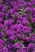 Purple Verbena Plant 4" Pot Homestead Purple Verbena canadensis, Drought Tolerant, Dark Purple Flowers, Zones 7-10