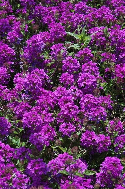 Purple Verbena Plant 4" Pot Homestead Purple Verbena canadensis, Drought Tolerant, Dark Purple Flowers, Zones 7-10