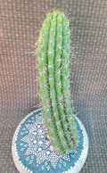 Cereus Thelegonus Cactus Cutting H11 | Unique Succulent Plant | Ideal for Home Decor and Gardening