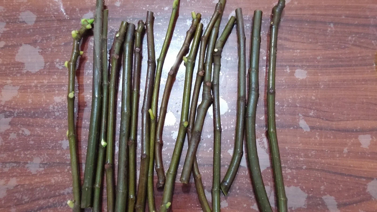 White Kadota Fig Cuttings (Ficus carica) - 2 Unrooted 6-8" | Rare Heirloom Green Fig | Sweet Fruit Tree for Propagation & Home Gardens