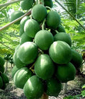 25+ Kamiya Papaya Seeds for Gardening - Tropical Fruit Seeds - Carica papaya - Fast Shipping USA
