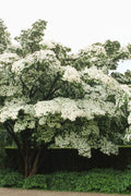 Kousa Dogwood Tree 12" Tall 4" Pot White Blooms Cornus Kousa Ornamental Tree