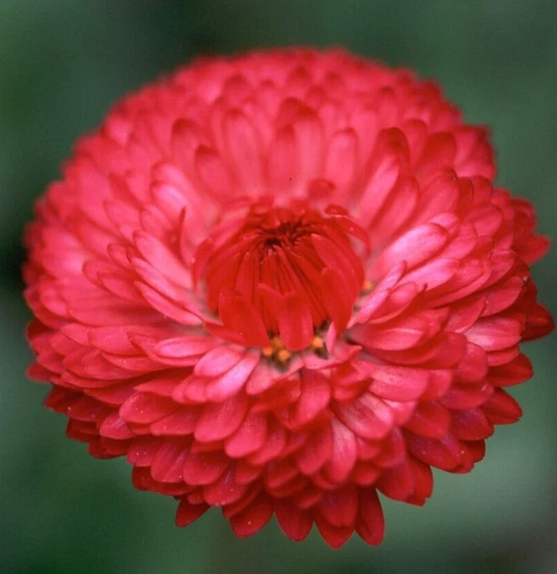 Red Cornflower Seeds 200+ Tall Red Bachelor Button Wildflower - Centaurea cyanus - Free Shipping