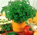 Chervil Seeds - 350+ Organic Non-GMO Culinary and Medicinal - Anthriscus cerefolium