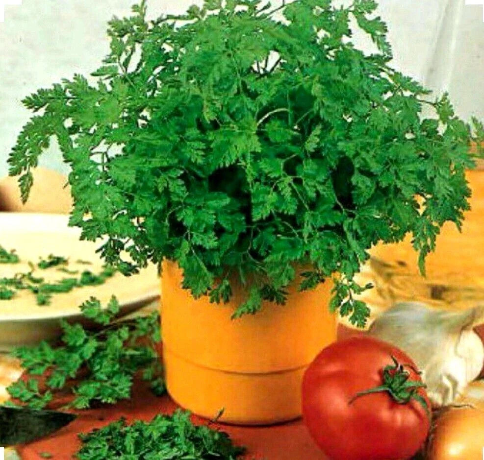 Chervil Seeds - 350+ Organic Non-GMO Culinary and Medicinal - Anthriscus cerefolium