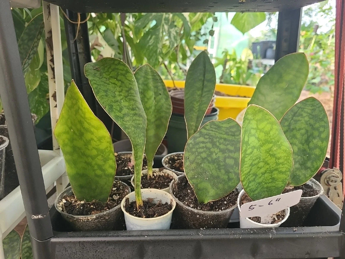 Baby Sansevieria Masoniana Whale Fin Snake Plant 5-6" in 2.5" Pot, Rooted Indoor Plant, Succulent, Air Purifying Plant