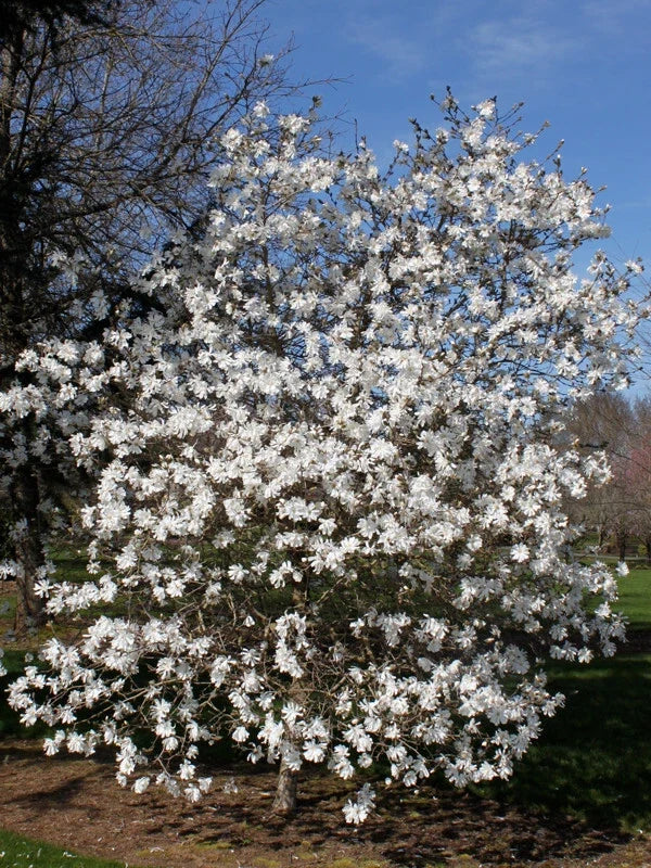 Merrill Magnolia 16-24" Bare Root Live Plant Magnolia x loebneri 'Merrill' White Flowers