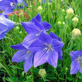 Balloon Flower Seeds - 20 Fresh Seeds - Platycodon grandiflorus - Free USA Shipping
